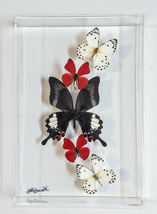 Framed Butterflies-Mounted Butterflies-Preserved Butterflies