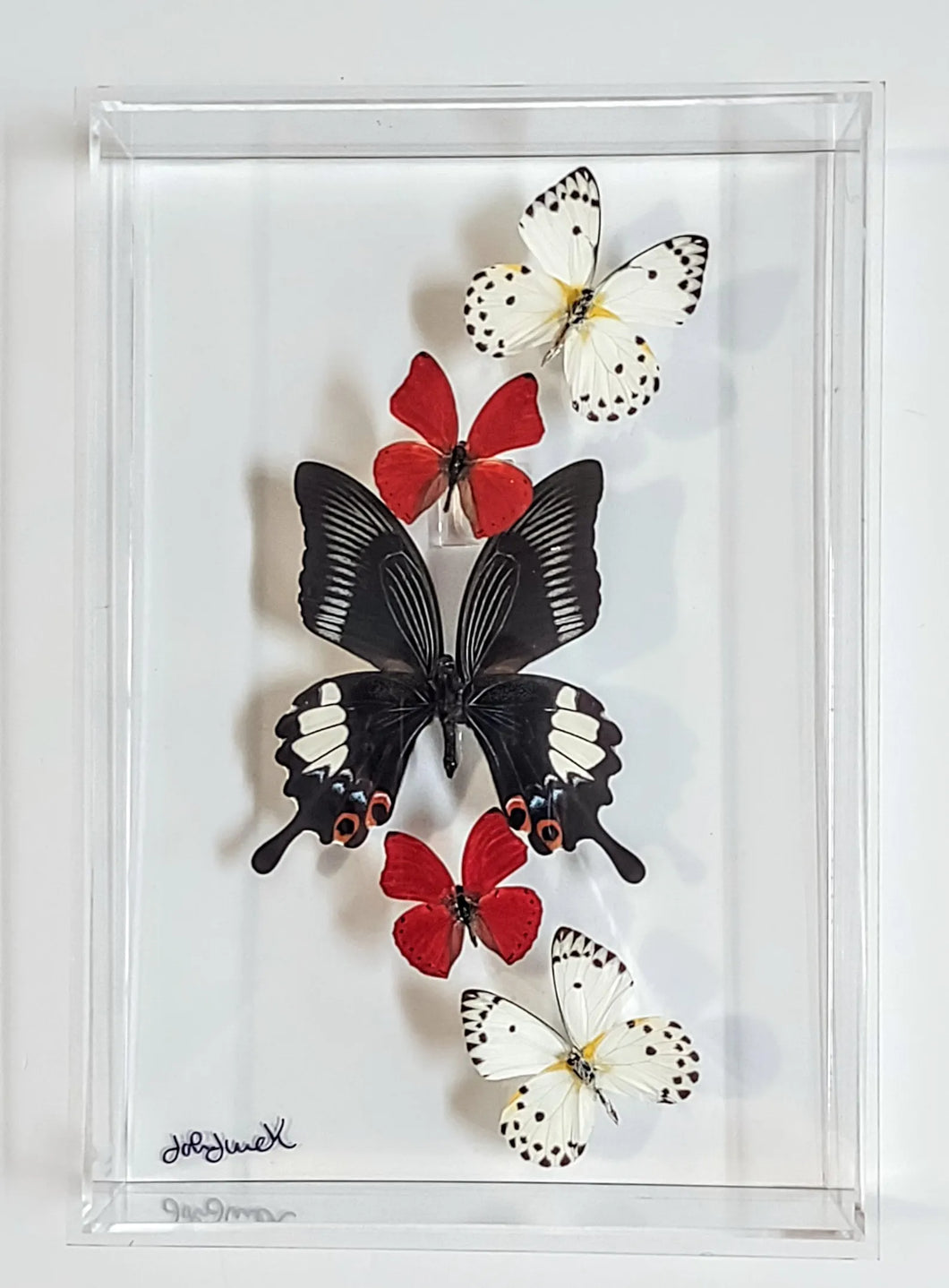 Framed Butterflies-Mounted Butterflies-Preserved Butterflies