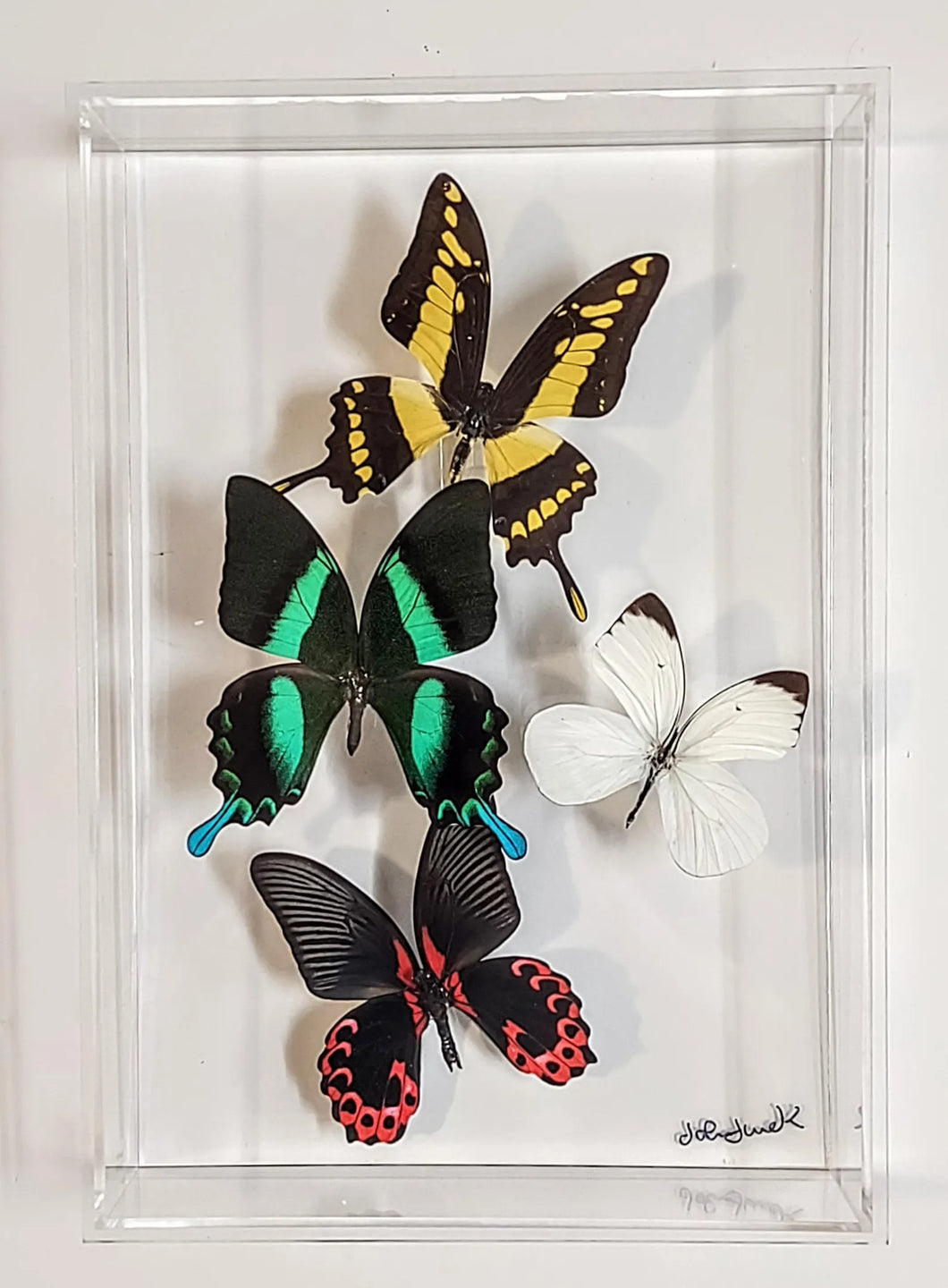 Framed Butterflies-Mounted Butterflies-Preserved Butterflies