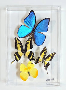 Framed Butterflies-Mounted Butterflies-Preserved Butterflies