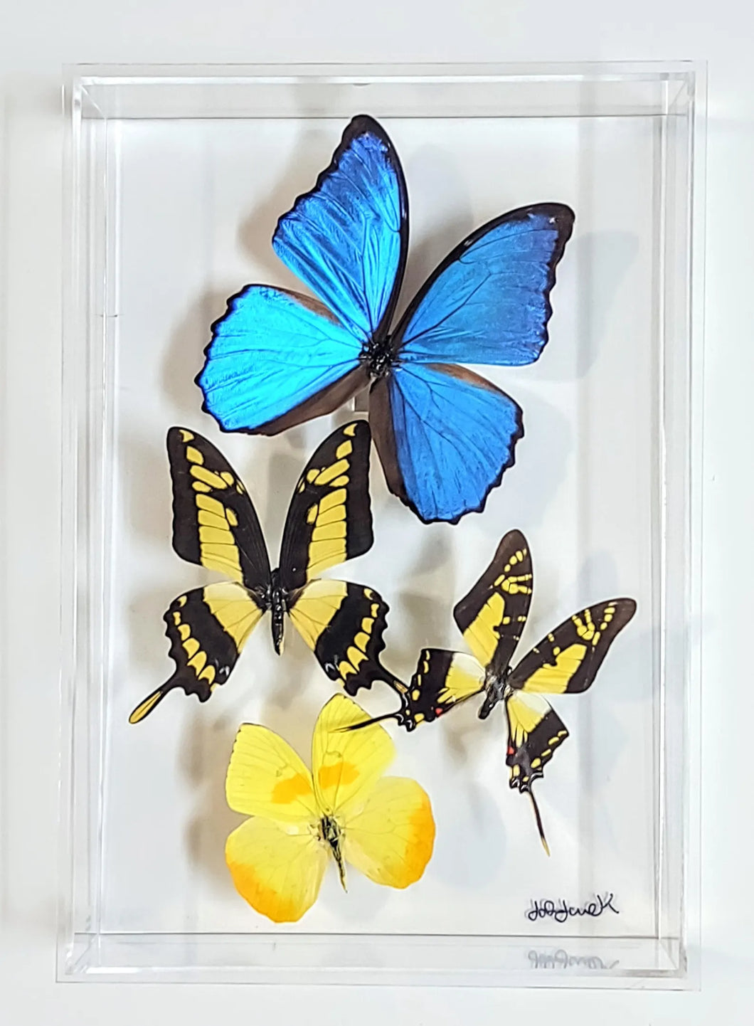 Framed Butterflies-Mounted Butterflies-Preserved Butterflies