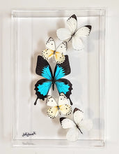 Load image into Gallery viewer, Framed Butterflies-Mounted Butterflies-Preserved Butterflies
