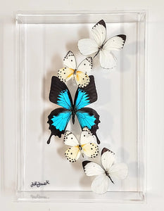 Framed Butterflies-Mounted Butterflies-Preserved Butterflies