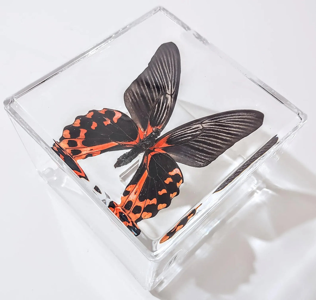 Framed Butterflies-Mounted Butterflies-Preserved Butterflies