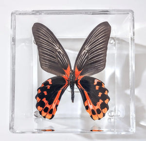 Framed Butterflies-Mounted Butterflies-Preserved Butterflies