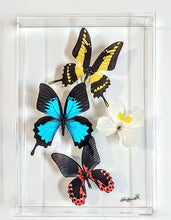 Load image into Gallery viewer, Framed Butterflies-Mounted Butterflies-Preserved Butterflies
