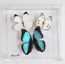 Load image into Gallery viewer, Framed Butterflies-Mounted Butterflies-Preserved Butterflies

