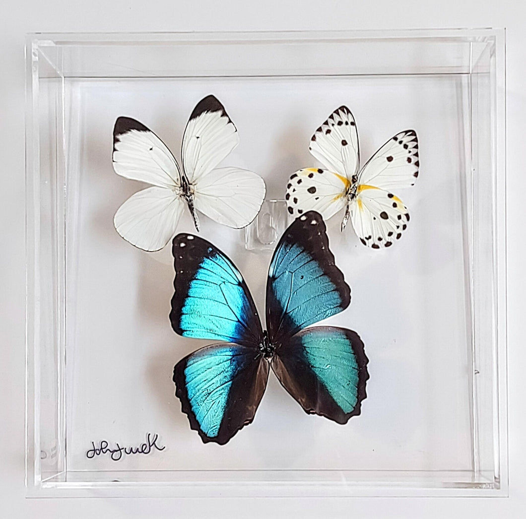 Framed Butterflies-Mounted Butterflies-Preserved Butterflies