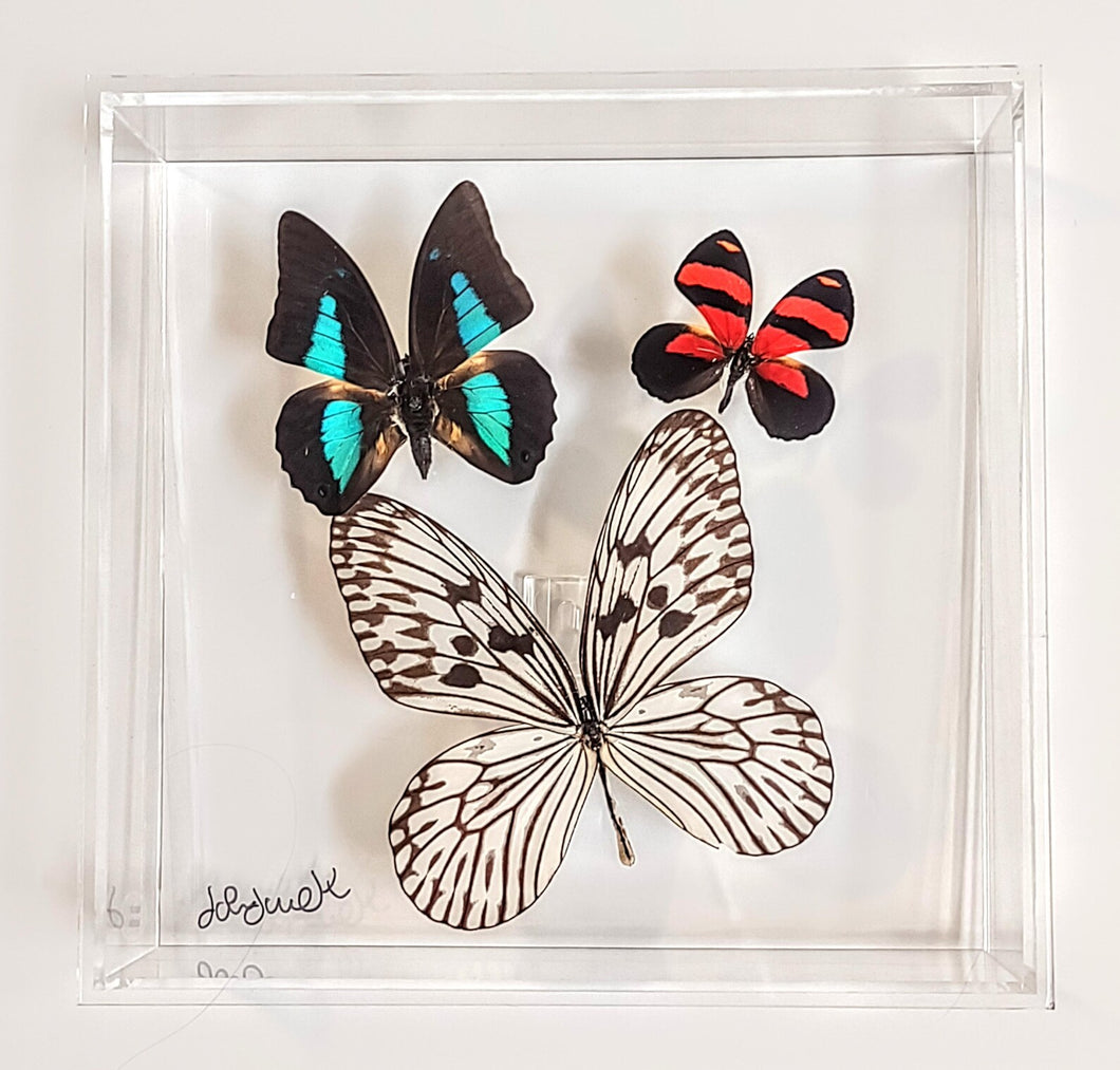Framed Butterflies-Mounted Butterflies-Preserved Butterflies