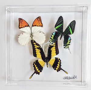 Framed Butterflies-Mounted Butterflies-Preserved Butterflies