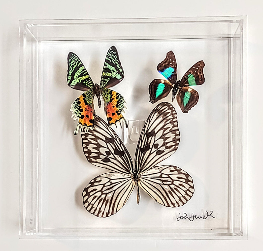 Framed Butterflies-Mounted Butterflies-Preserved Butterflies