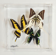 Load image into Gallery viewer, Framed Butterflies-Mounted Butterflies-Preserved Butterflies
