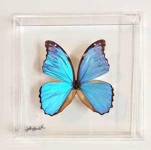 Framed Butterflies-Mounted Butterflies-Preserved Butterflies