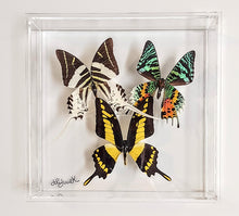 Load image into Gallery viewer, Framed Butterflies-Mounted Butterflies-Preserved Butterflies
