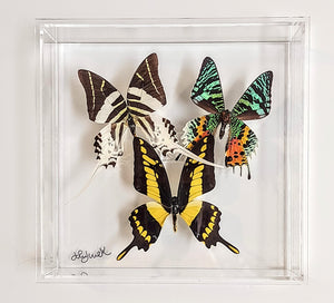 Framed Butterflies-Mounted Butterflies-Preserved Butterflies