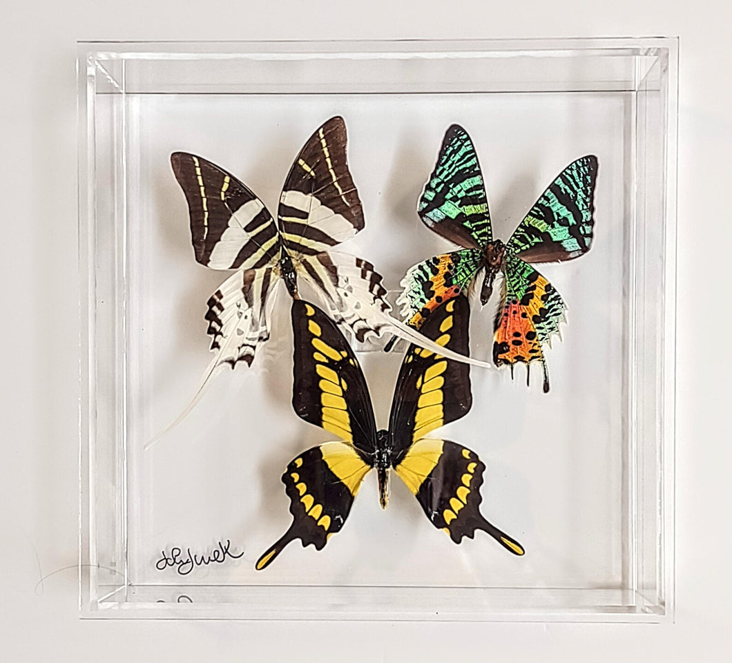 Framed Butterflies-Mounted Butterflies-Preserved Butterflies