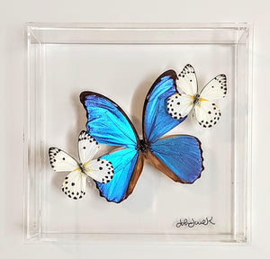 Framed Butterflies-Mounted Butterflies-Preserved Butterflies