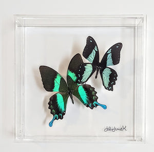 Framed Butterflies-Mounted Butterflies-Preserved Butterflies