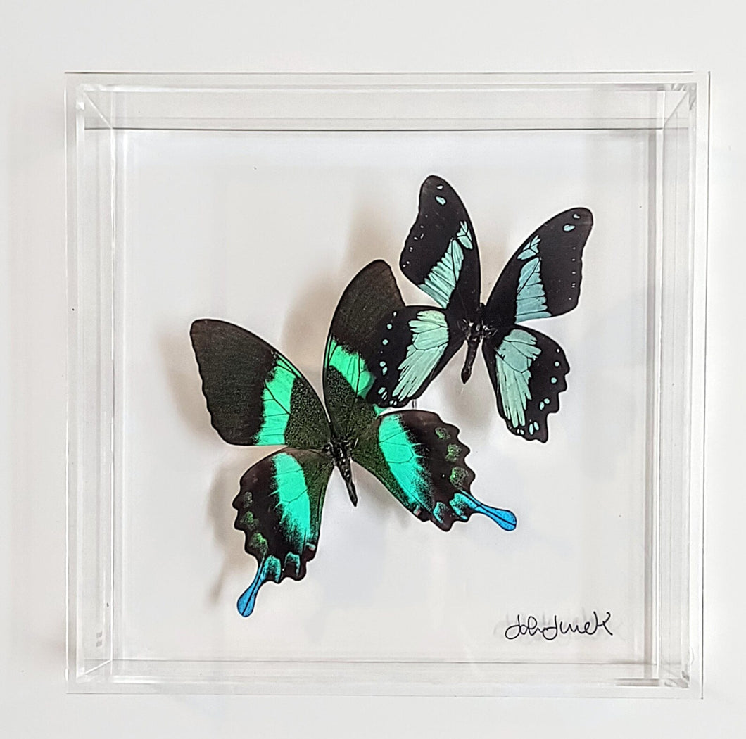 Framed Butterflies-Mounted Butterflies-Preserved Butterflies