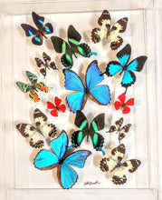 Load image into Gallery viewer, real framed butterflies
