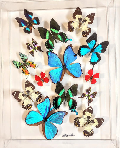 real framed butterflies