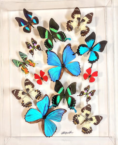 real framed butterflies