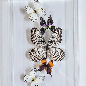 Framed Butterflies-Mounted Butterflies-Preserved Butterflies