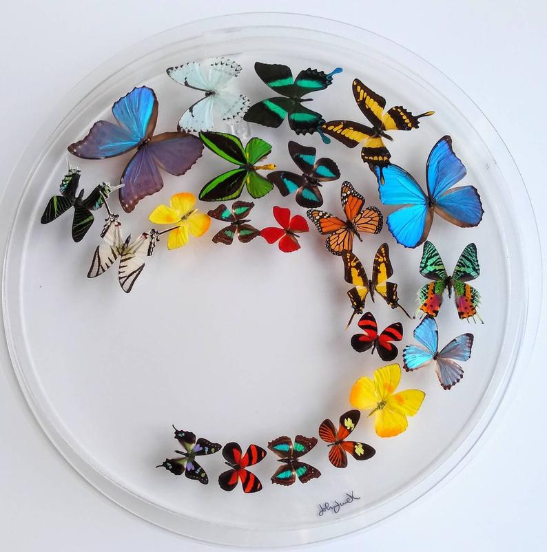 16x34x2.5 butterflies, butterfly taxidermy, butterfly collection butt –  nature art butterflies