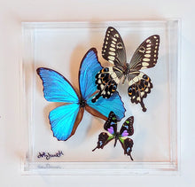 Load image into Gallery viewer, 8&quot;x8&quot;x2&quot; Butterfly Display
