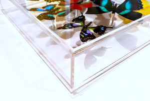 10"x30"x2.5 Butterfly Display