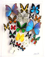 Load image into Gallery viewer, mounted butterflies, butterfly art, real butterfly artwork, butterflies in acrylic cases
