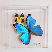 Load image into Gallery viewer, 8&quot;x8&quot;x2&quot; Butterfly Display
