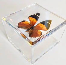 Load image into Gallery viewer, Framed Butterflies-Mounted Butterflies-Preserved Butterflies
