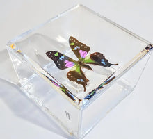 Load image into Gallery viewer, Framed Butterflies-Mounted Butterflies-Preserved Butterflies
