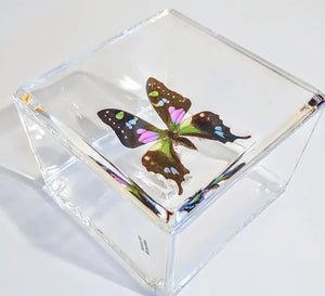 Framed Butterflies-Mounted Butterflies-Preserved Butterflies