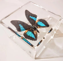 Load image into Gallery viewer, Framed Butterflies-Mounted Butterflies-Preserved Butterflies
