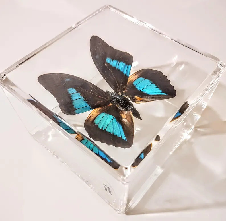 Framed Butterflies-Mounted Butterflies-Preserved Butterflies