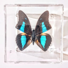 Load image into Gallery viewer, Framed Butterflies-Mounted Butterflies-Preserved Butterflies
