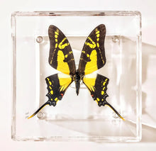 Load image into Gallery viewer, Framed Butterflies-Mounted Butterflies-Preserved Butterflies
