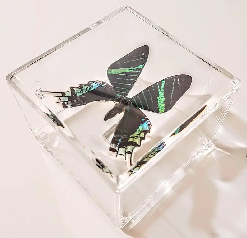 framed butterflies