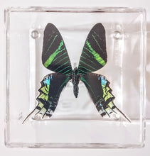 Load image into Gallery viewer, framed butterfly front view
