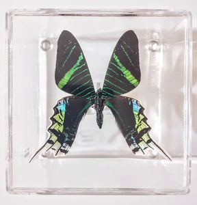 framed butterfly front view