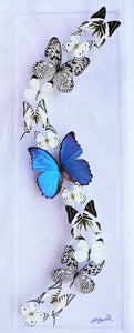 10"x30"x2.5 Butterfly Display mounted butterflies, framed butterflies, butterfly art, preserved butterflies
