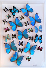 Load image into Gallery viewer, framed butterflies, butterfly displays, real butterfly mounted butterflies butterfly art real butterfly artwork butterflies in acrylic cases
