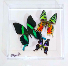 Load image into Gallery viewer, 8&quot;x8&quot;x2&quot; Butterfly Display
