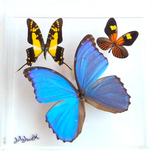 Load image into Gallery viewer, 8&quot;x8&quot;x2&quot; Butterfly Display
