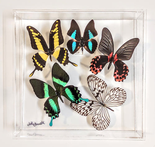 Colorful butterfly specimens showcased in acrylic frame
