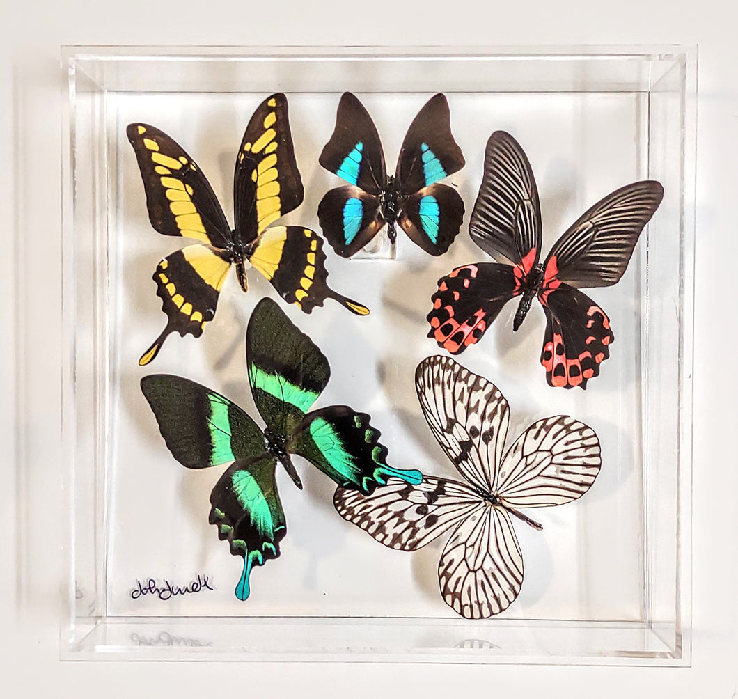 Colorful butterfly specimens showcased in acrylic frame
