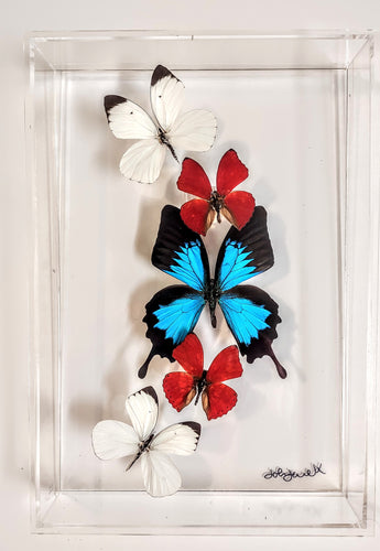 Framed butterflies preserved in acrylic display