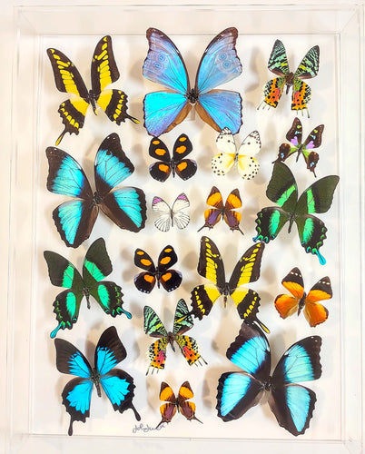real framed butterflies
